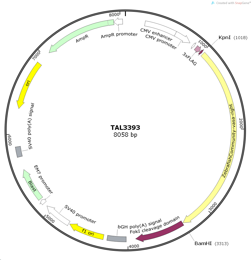 TAL3393斑马鱼基因哺乳表达质粒