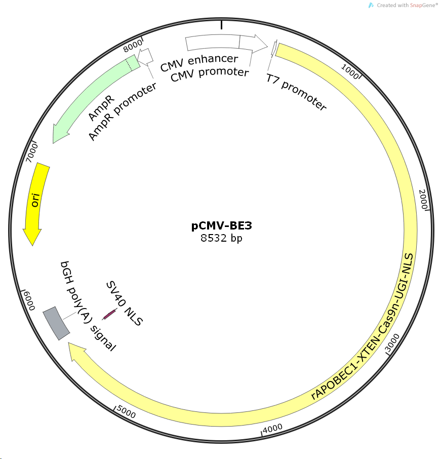 pCMV-BE3