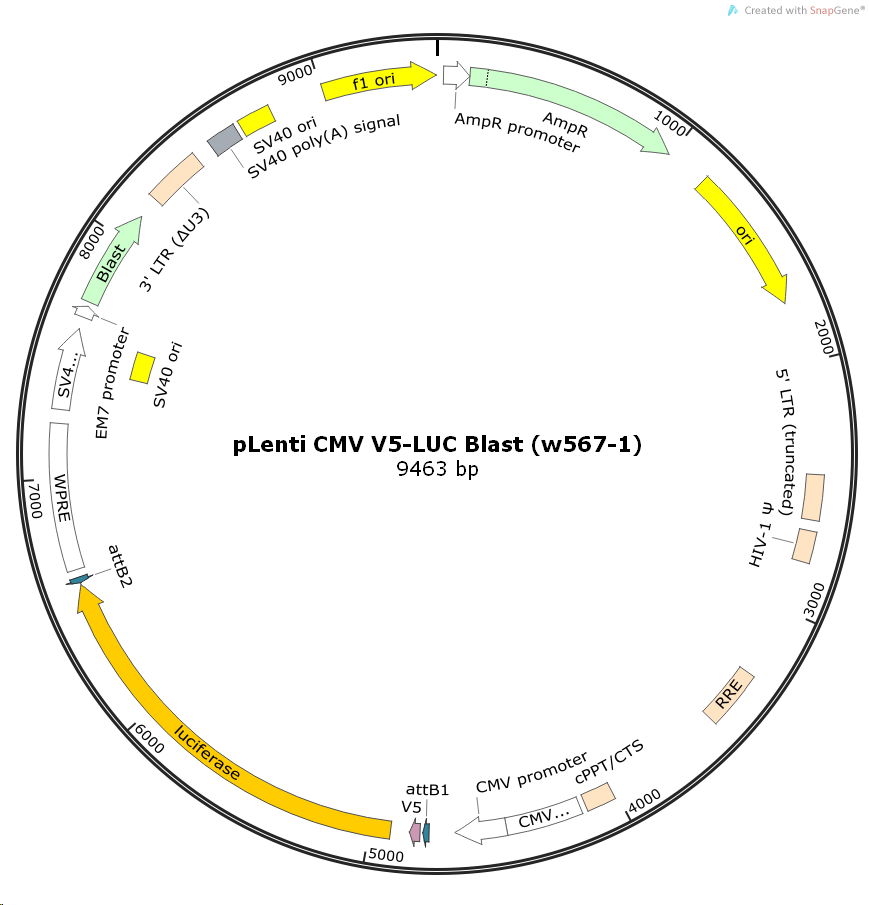 pLentiCMVV5-LUCBlast(w567-1）