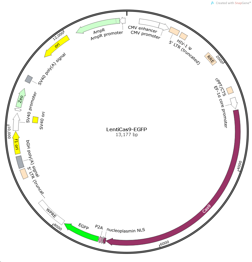 LentiCas9-EGFP