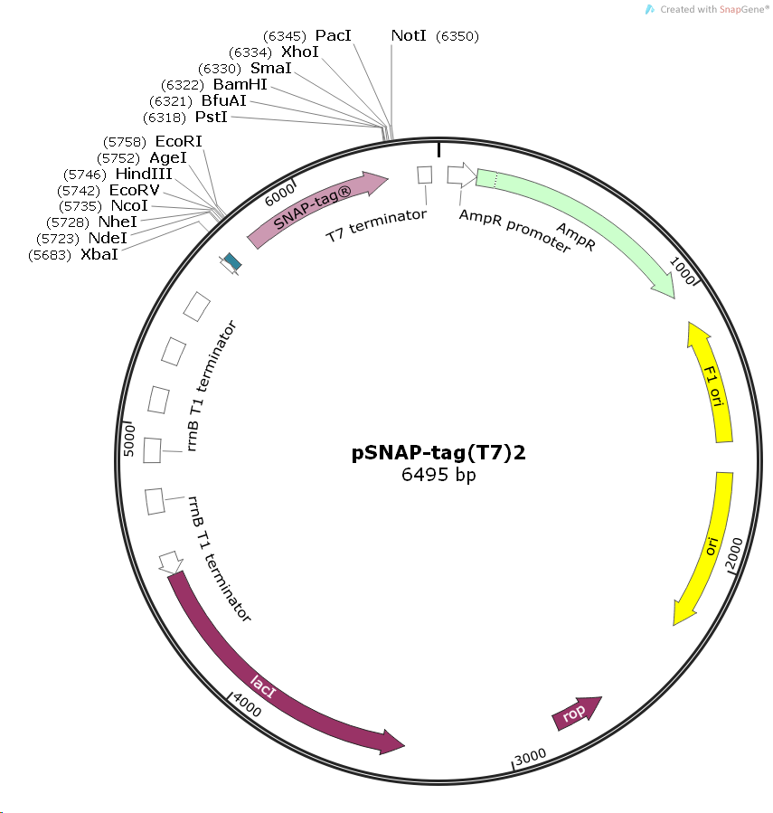 pSNAP-Tag(T7)2大肠表达质粒