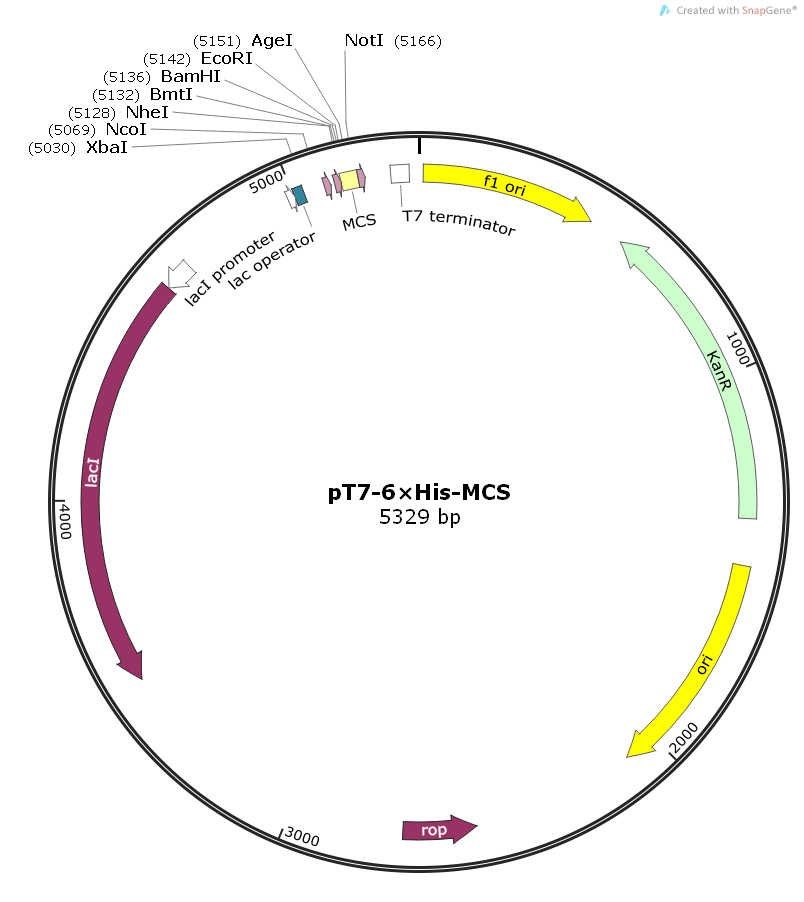 pT7-His-MCS大肠表达质粒
