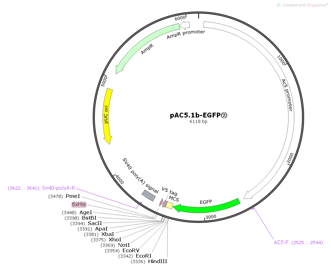 pAC5.1b-EGFP-2