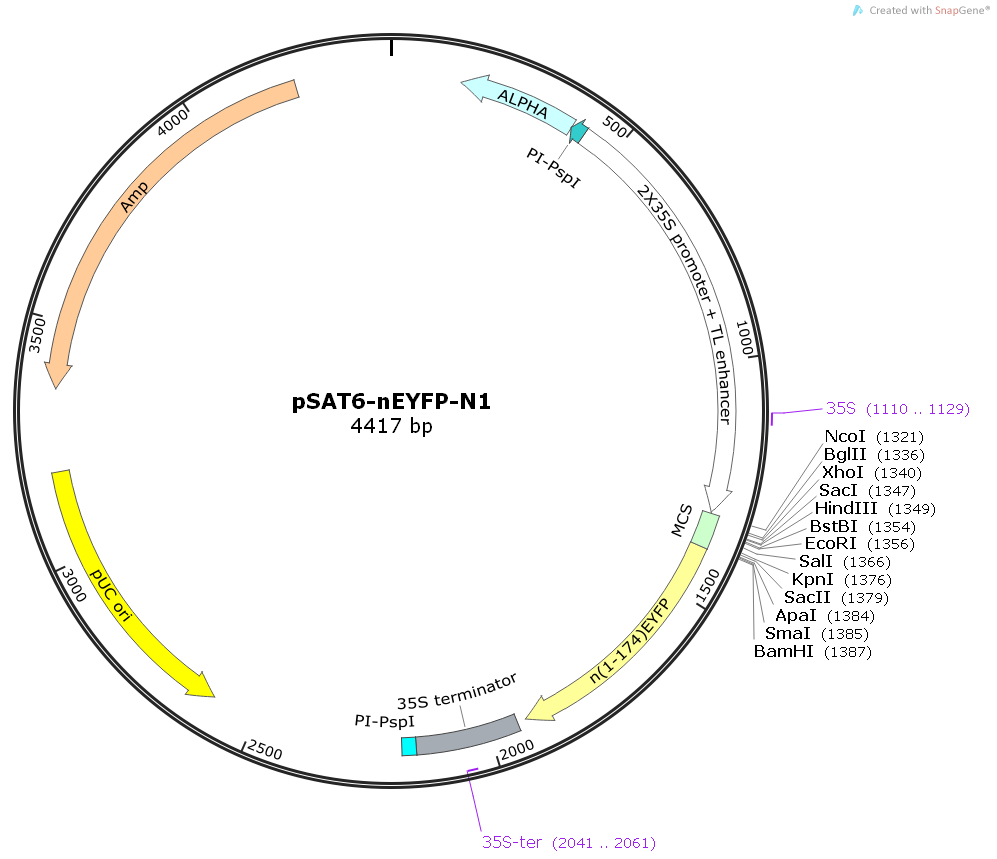 pSAT6-nEYFP-N1