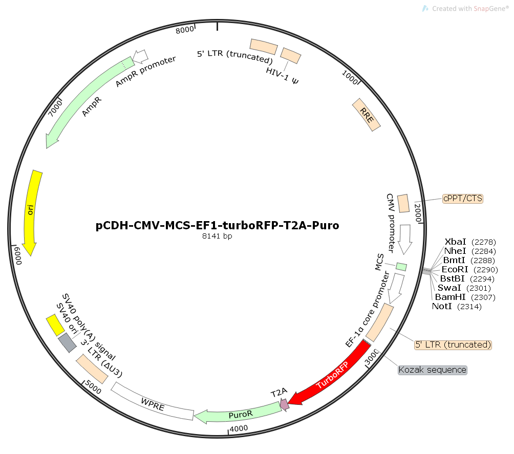 pCDH-CMV-MCS-EF1-turboRFP-T2A-Puro