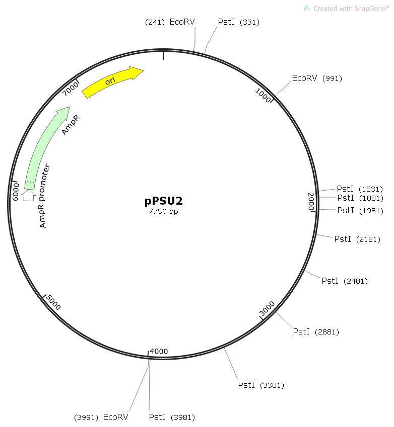 pPSU2DNAMarker制备质粒