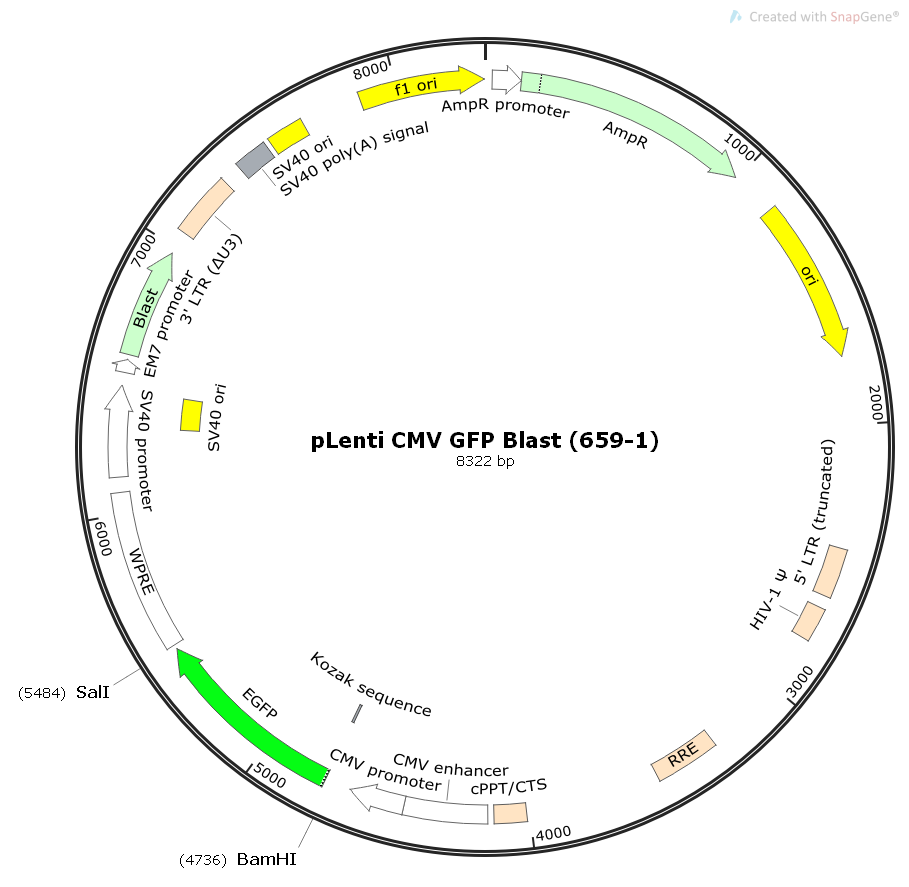 pLentiCMVGFPBlast(659-1)