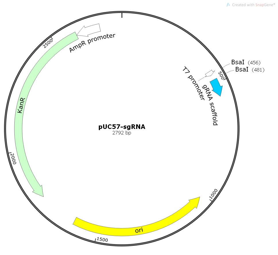 pUC57-sgRNA