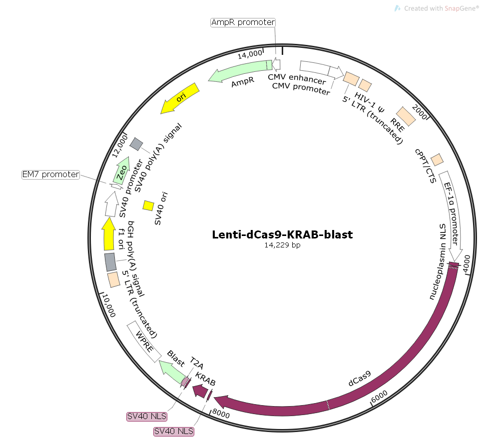 Lenti-dCas9-KRAB-blast