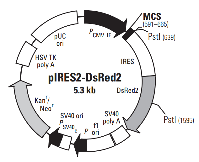 pIRES2-DsRed2