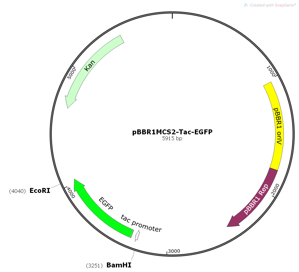 pBBR1MCS2-Tac-EGFP