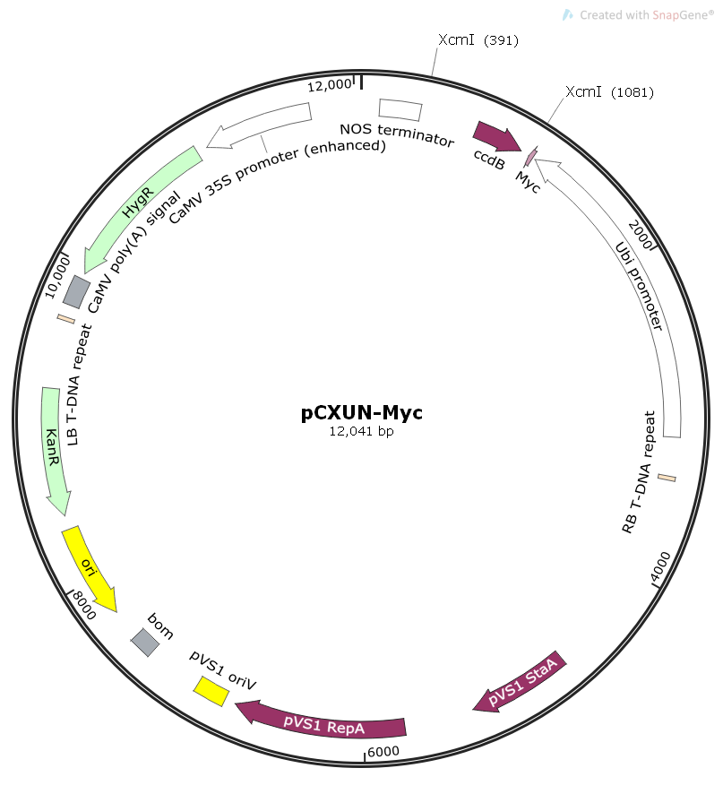 pCXUN-Myc