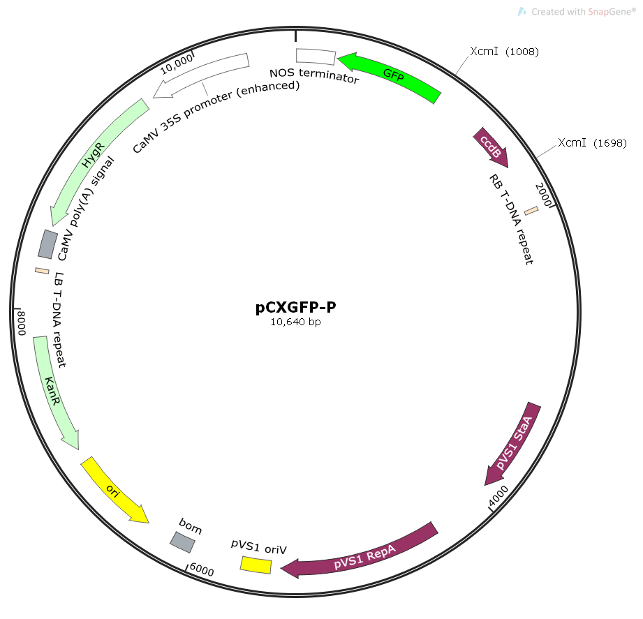 pCXGFP-P/pXcmI-GFP