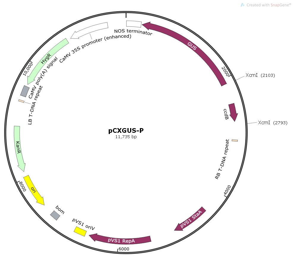 pCXGUS-P/pXcmI-GUS