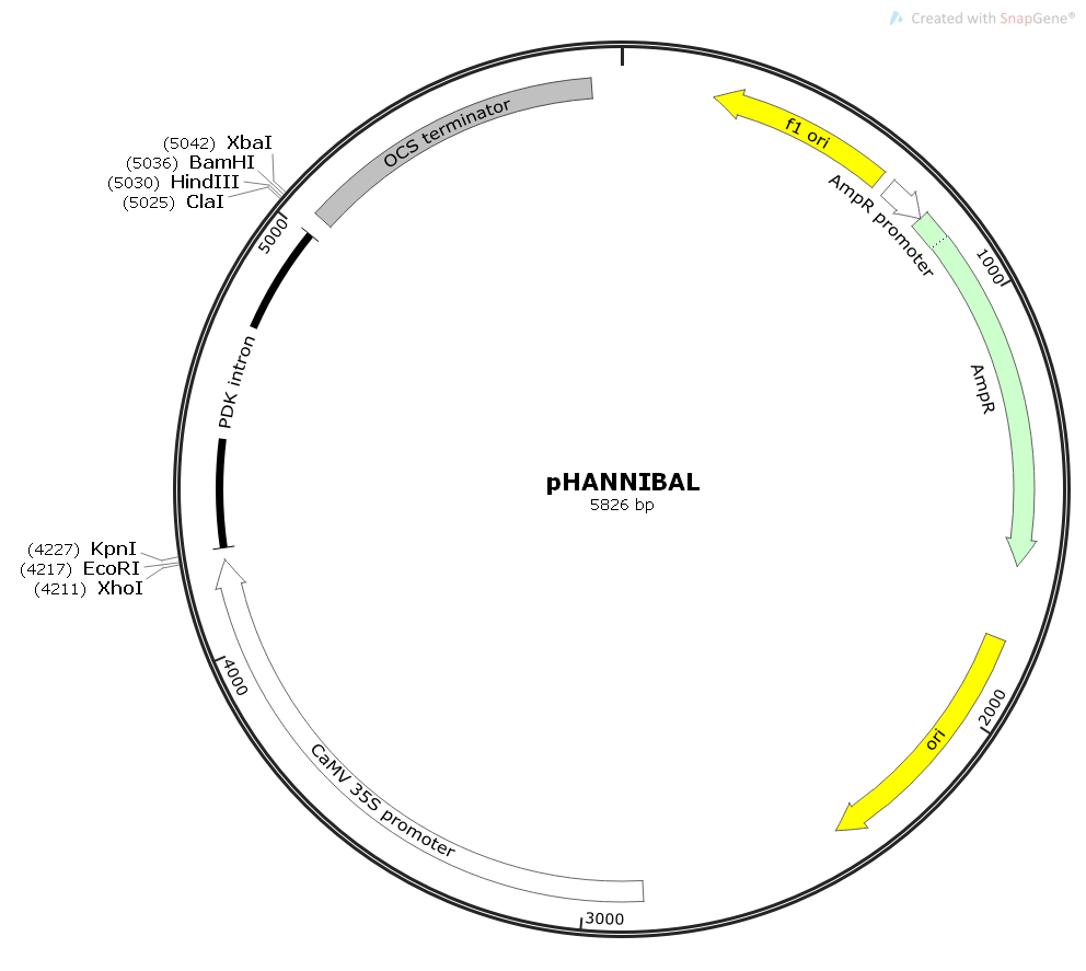 pHANNIBAL植物RNAI干扰质粒