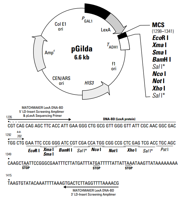 pGilda酵母双杂交质粒