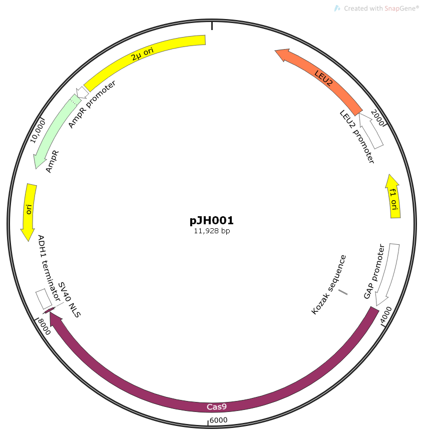 pJH001酵母CAS9表达质粒