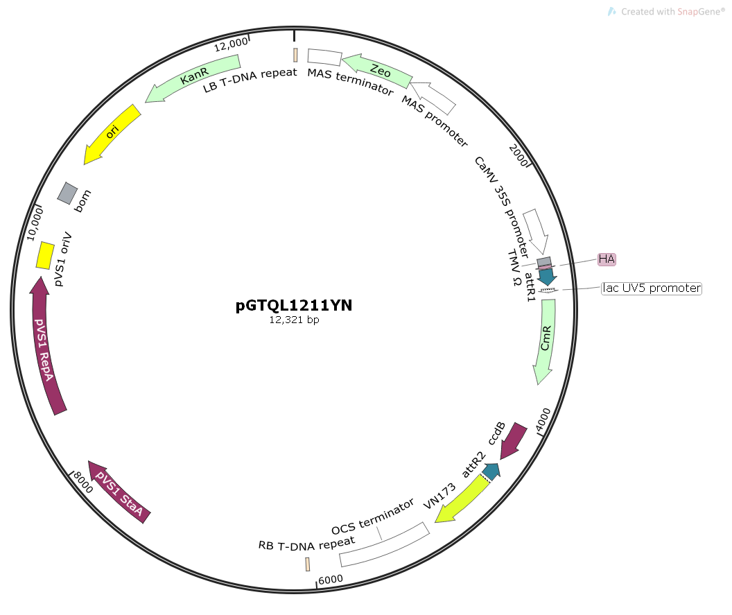 pGTQL1211YN/pEarleyGate201-YN植物BIFC双分子荧光质粒