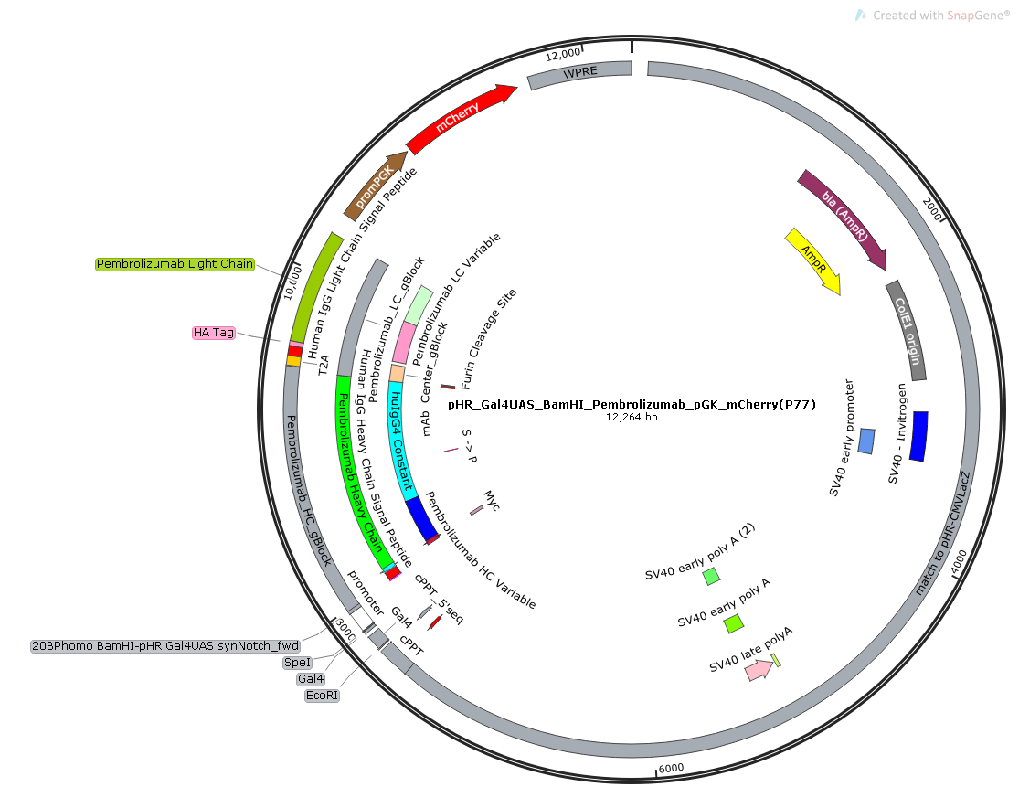 pHR_Gal4UAS_Pembrolizumab_heavychain_T2A_Pembrolizumab_ligh