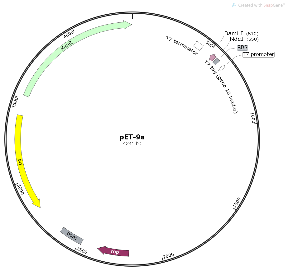 pET-9a大肠表达质粒