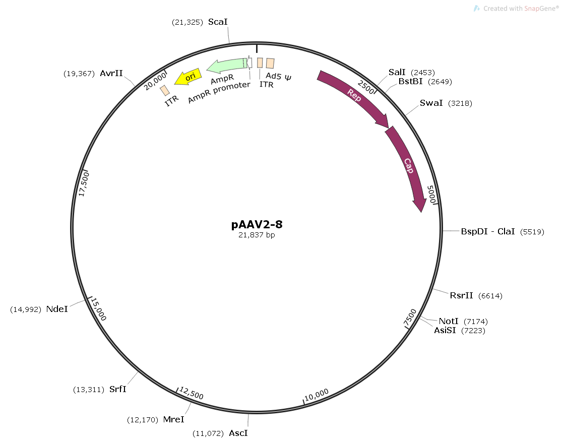 pAAV2-8腺相关病毒包装质粒