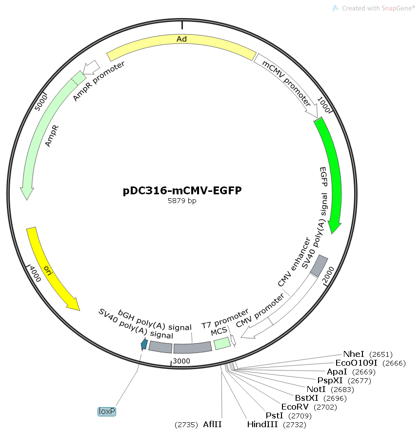 pDC316-mCMV-EGFP腺病毒Admax系列表达质粒