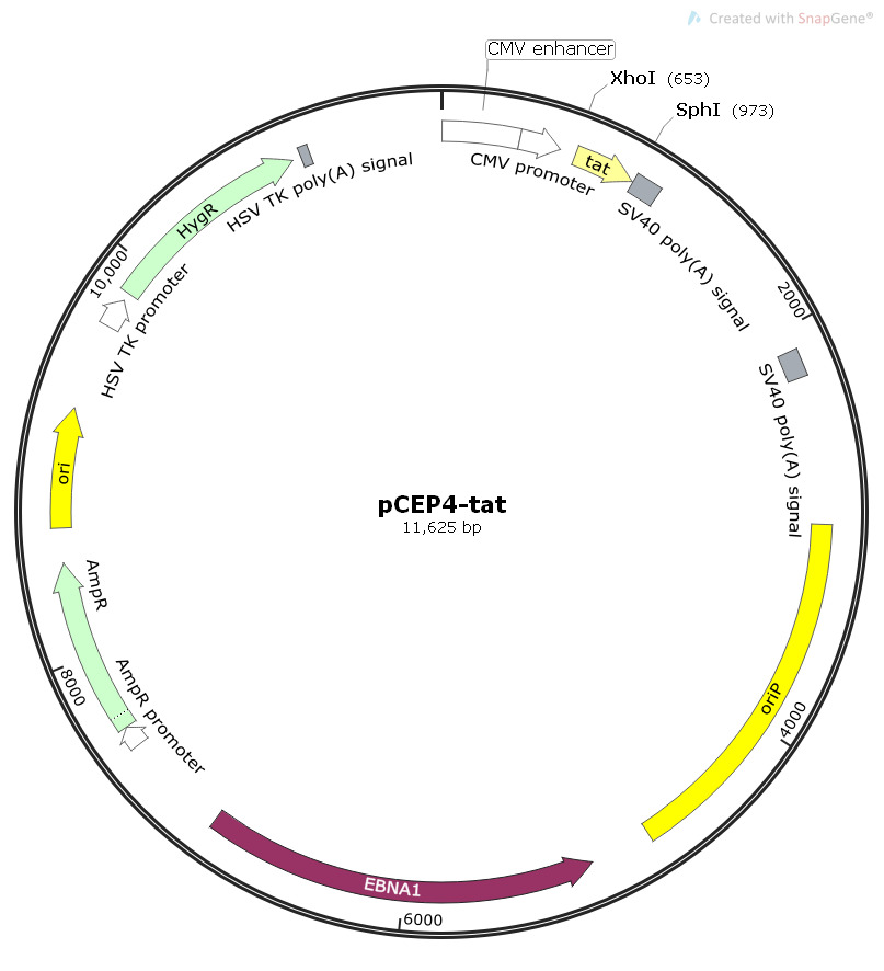 pCEP4-tat逆转录病毒tat表达包装质粒