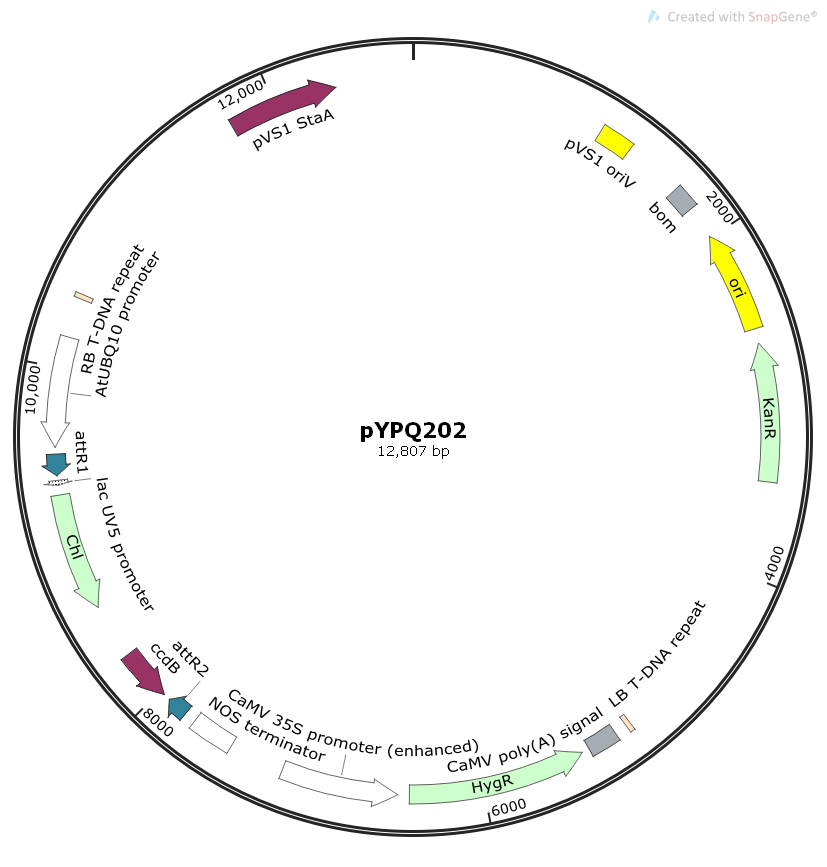 pYPQ202植物Gateway系列表达质粒