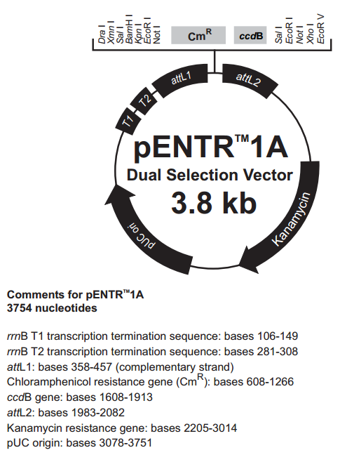 pENTR1ADualGateway系统入门质粒