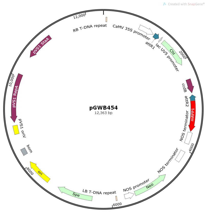 pGWB454植物表达质粒