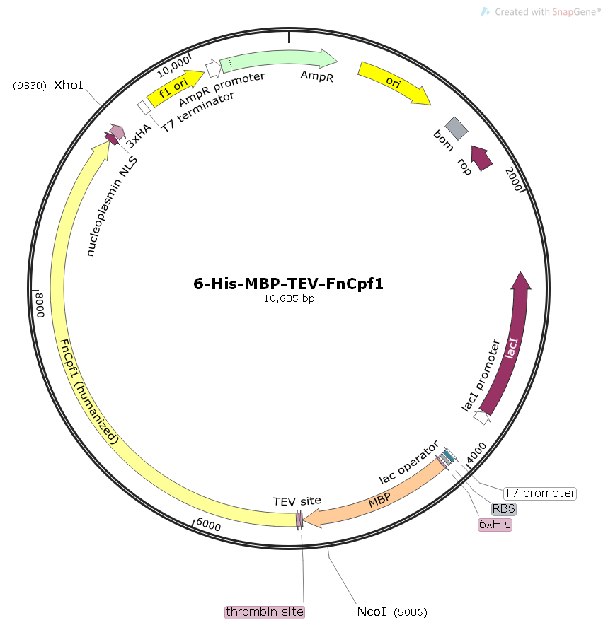 6-His-MBP-TEV-FnCpf1大肠敲除质粒