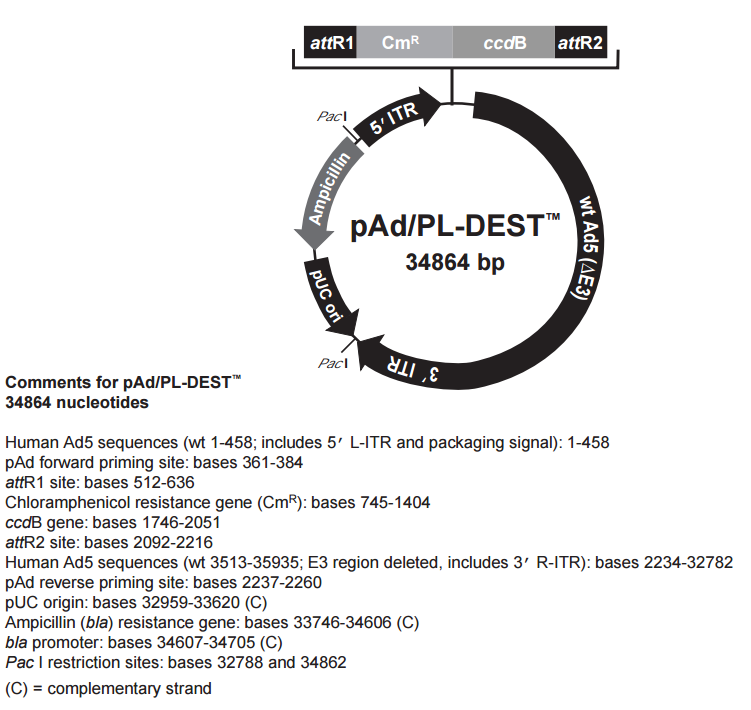pAd-PL-DESTpAd/PL-DEST腺病毒Ad系列Gateway系统质粒