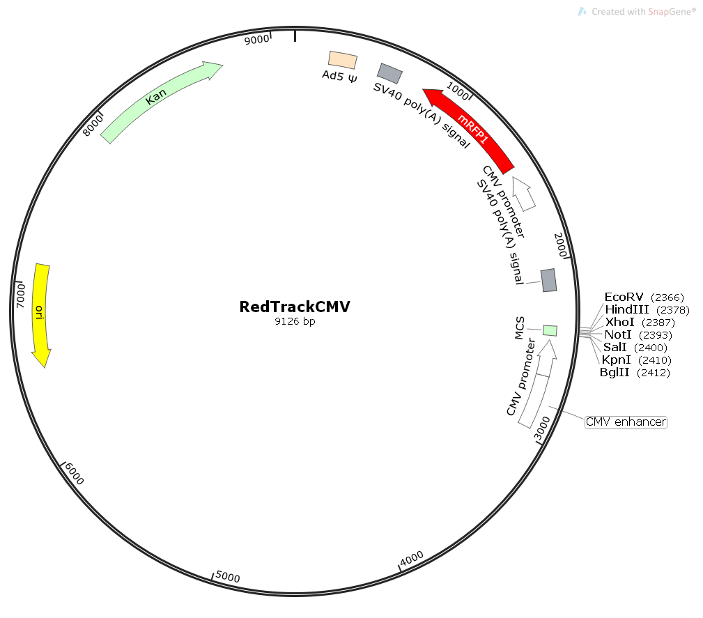 RedTrackCMV腺病毒Ad系列表达质粒