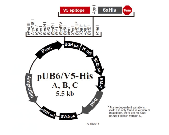 pUB6-V5-HisBpUB6/V5-HisB哺乳UBC启动子表达质粒