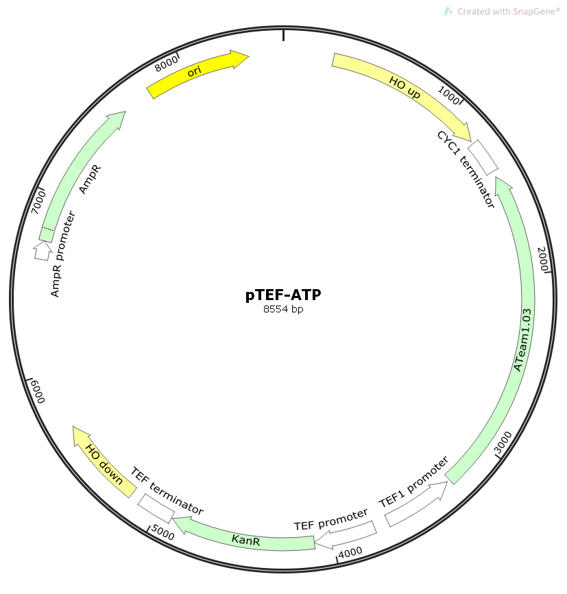pTEF:ATPpTEF-ATP酵母ATP传感器质粒