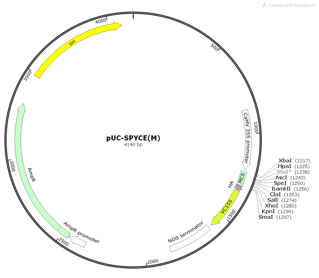 pUC-SPYCE(M)植物双分子荧光BIFC质粒