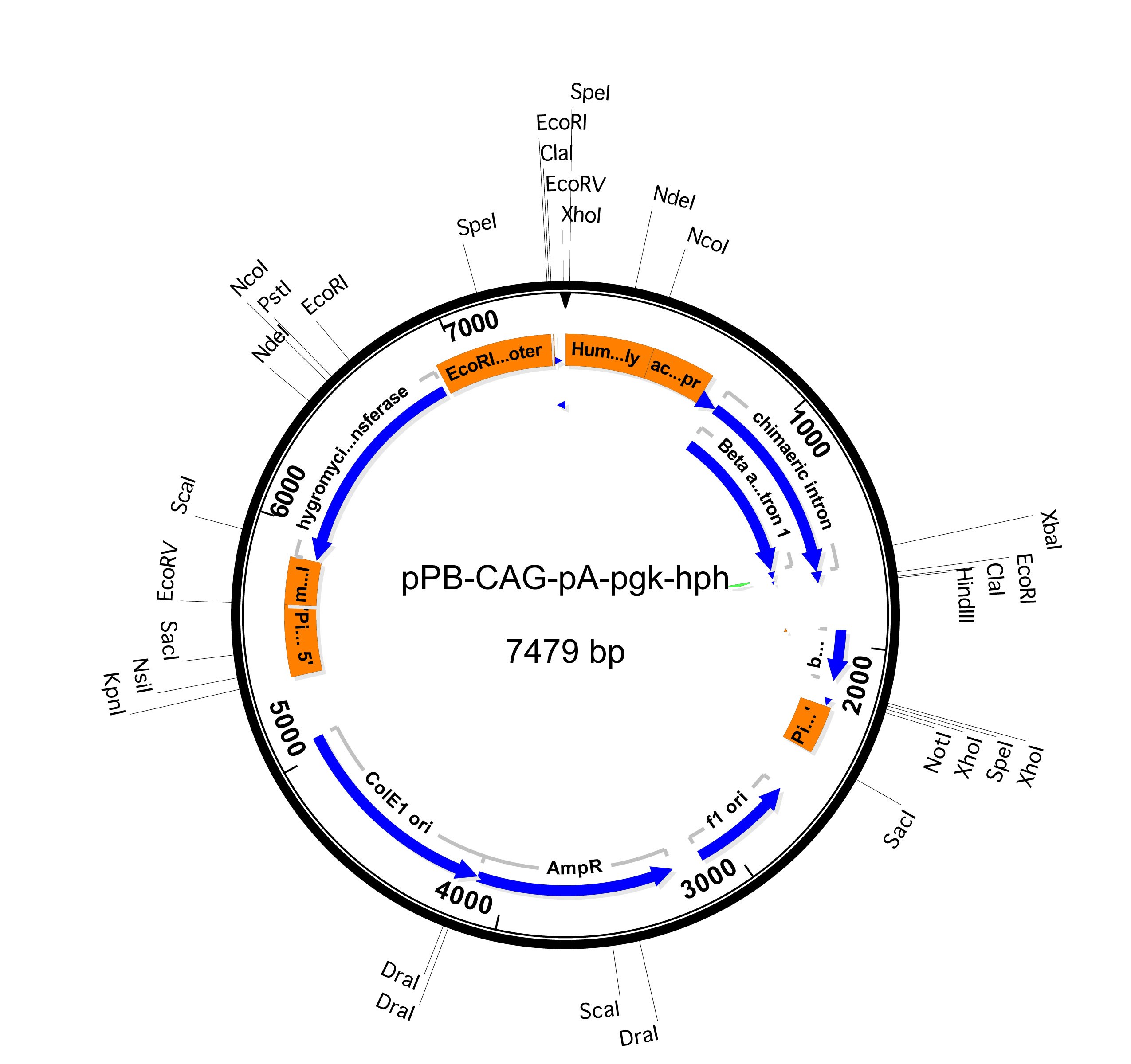 ppbcagemptypgkhph哺乳转座表达质粒