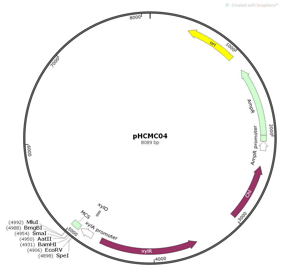 pHCMC04枯草整合木糖诱导表达质粒