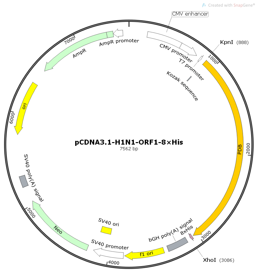pCDNA3.1-H1N1-ORF1病毒基因哺乳表达质粒