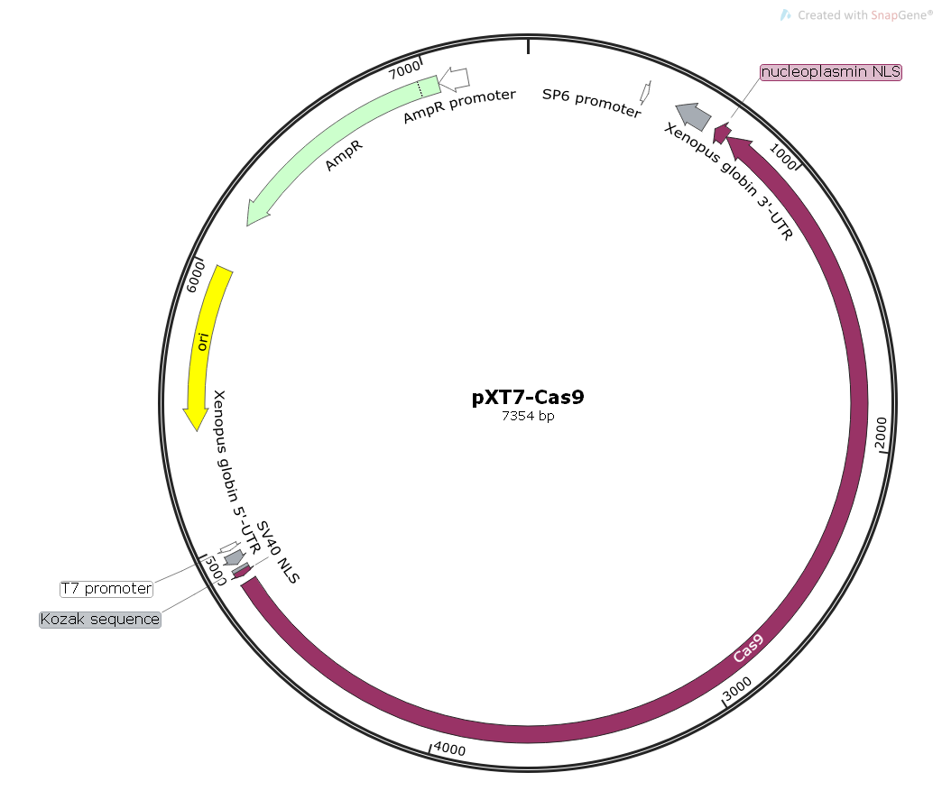 pXT7-Cas9爪蟾基因编辑Cas9表达
