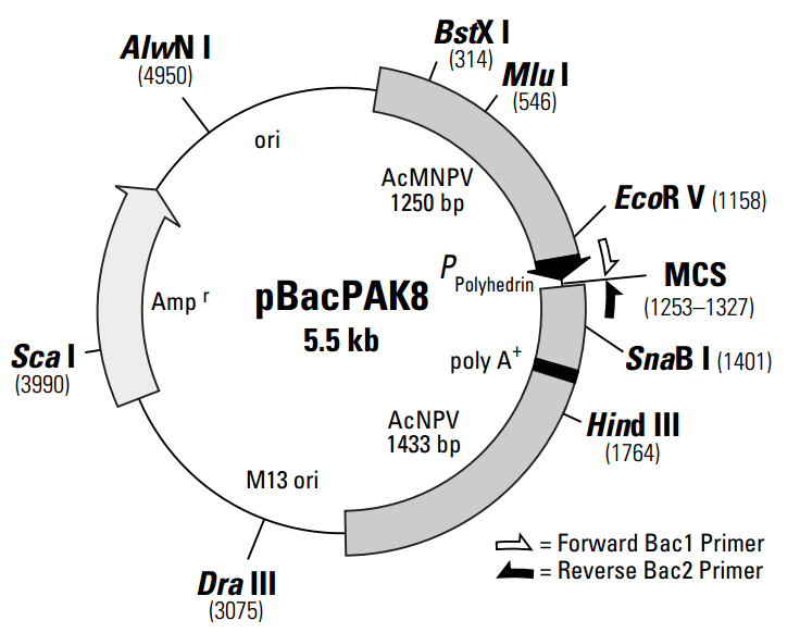 pBacpAK8昆虫表达质粒
