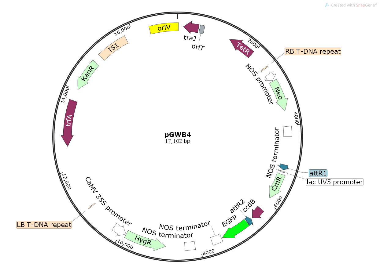 pGWB4植物表达质粒