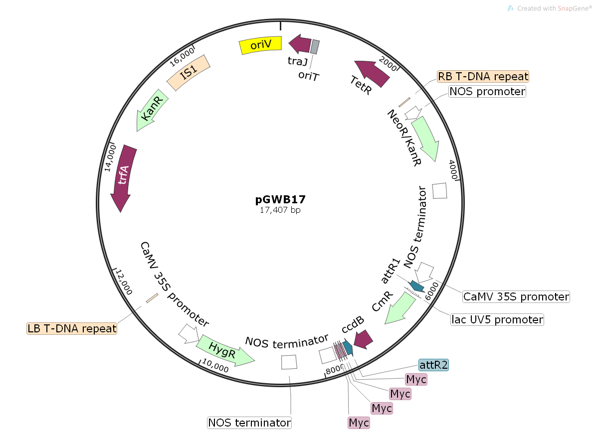 pGWB17植物表达质粒