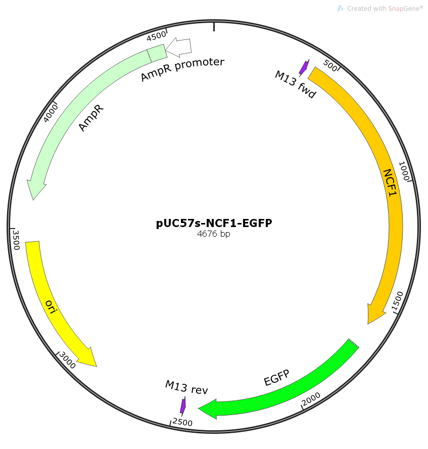 pUC57s-NCF1-EGFP人源基因克隆质粒