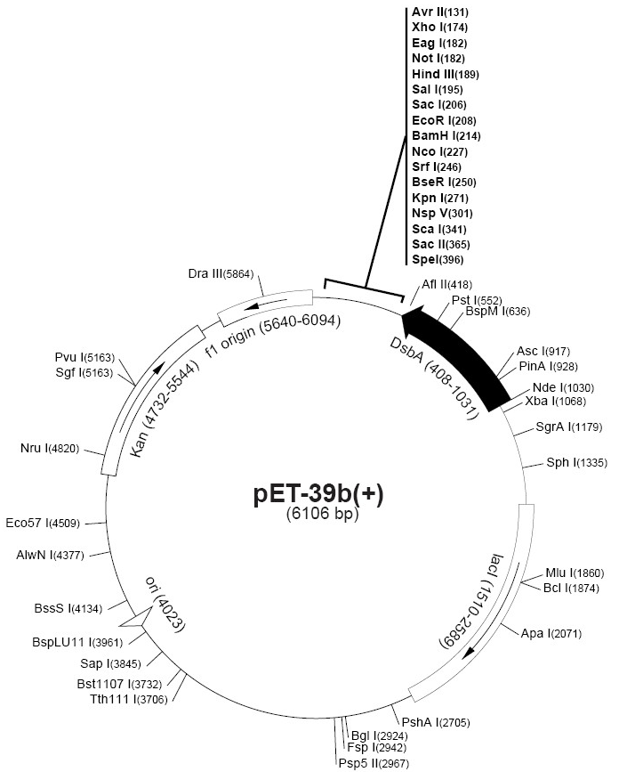 pET-39b(+)大肠表达质粒