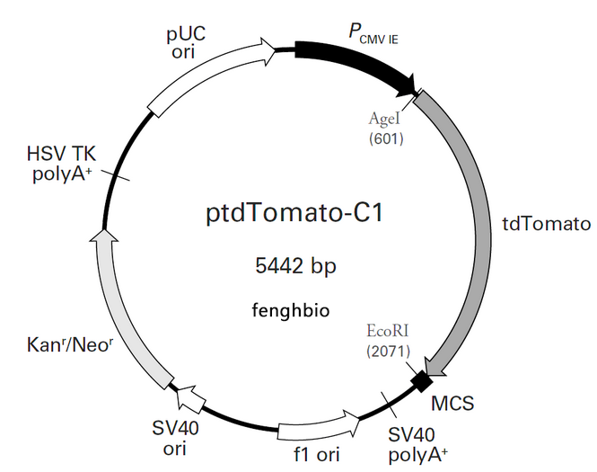 ptdTomato-C1
