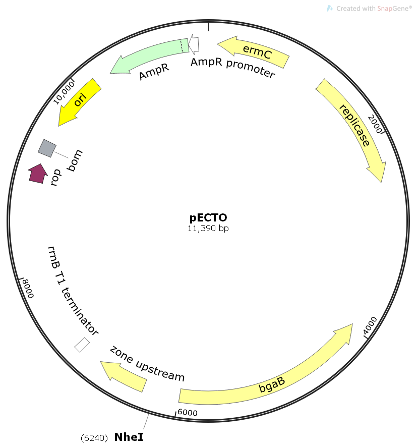 pECTO金黄色葡萄球菌质粒