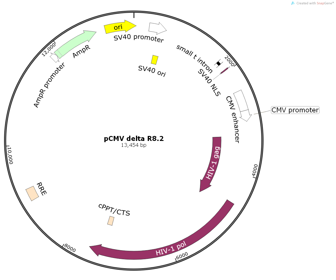 pCMVdeltaR8.2慢病毒包装质粒