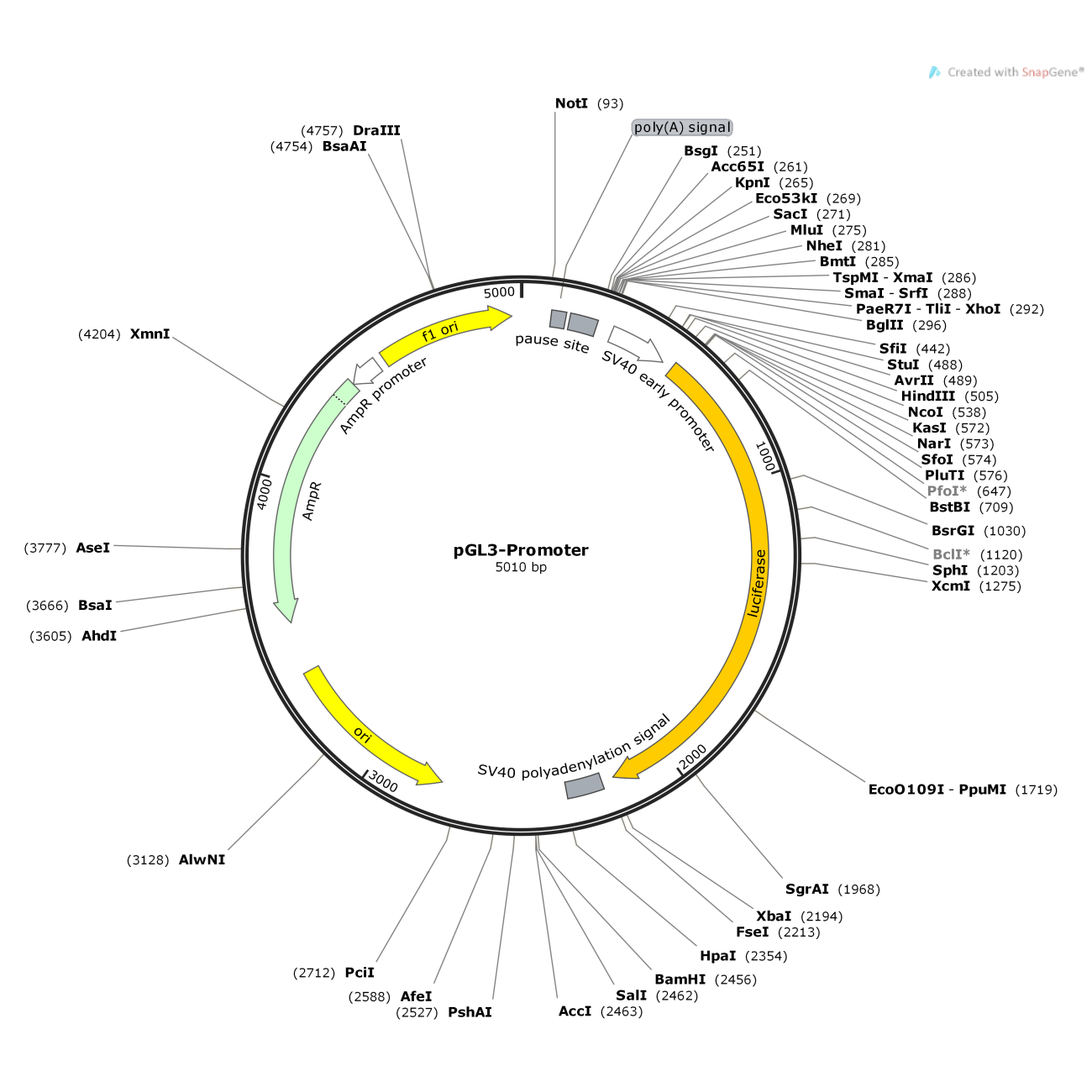 pGL3-Promoter
