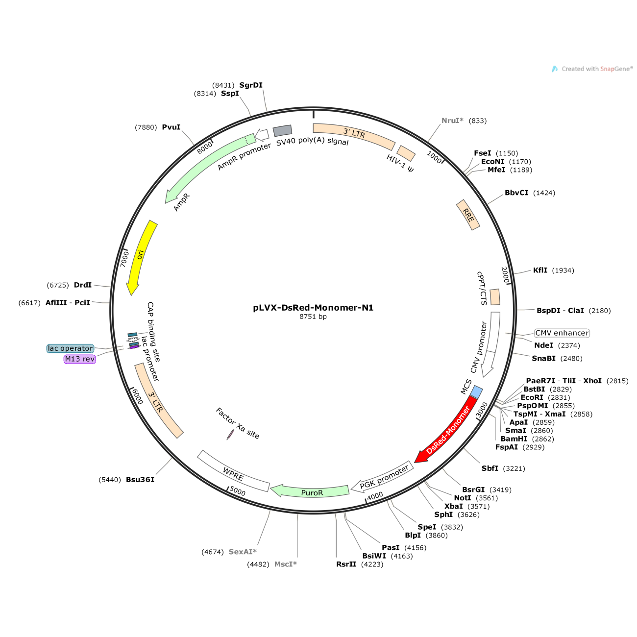 pLVX-DsRed-Monomer-N1